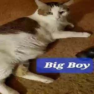 adoptable Cat in Phoenix, AZ named Big Boy